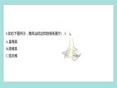 1.3 种子长出了根（习题课件）教科版（2017）四年级科学下册