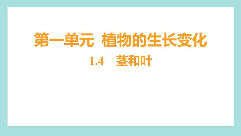 1.4 茎和叶（习题课件）教科版（2017）四年级科学下册01