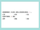 1.5 鳳仙花開花了（習題課件）教科版（2017）四年級科學下冊