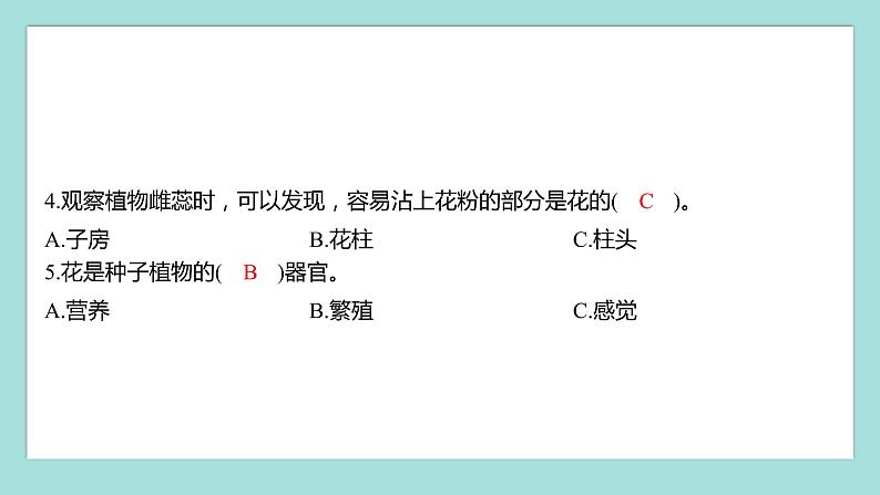 1.5 凤仙花开花了（习题课件）教科版（2017）四年级科学下册03