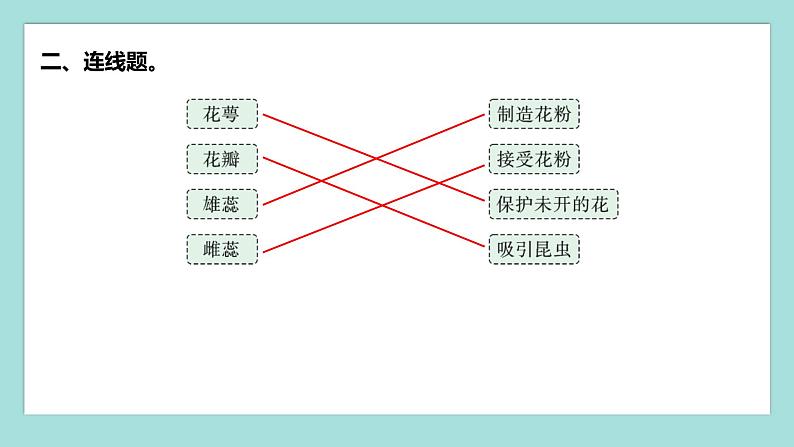 1.5 凤仙花开花了（习题课件）教科版（2017）四年级科学下册04