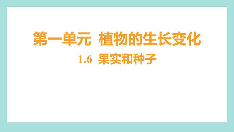 1.6 果实和种子（习题课件）教科版（2017）四年级科学下册01