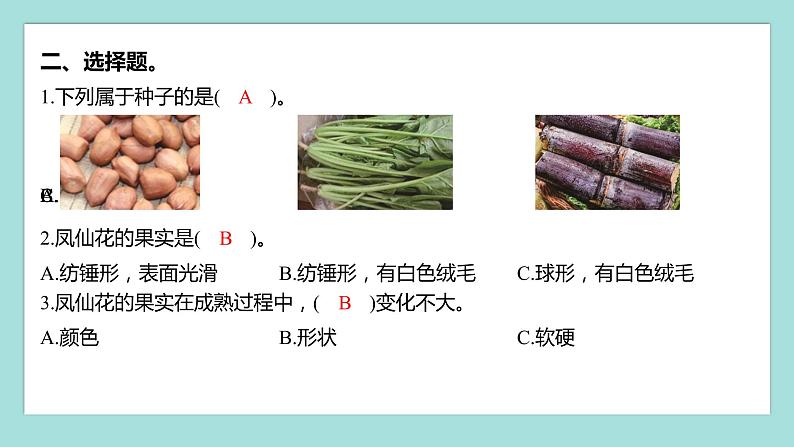 1.6 果实和种子（习题课件）教科版（2017）四年级科学下册03