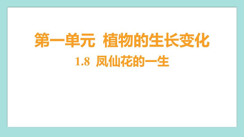 1.8 凤仙花的一生（习题课件）教科版（2017）四年级科学下册01