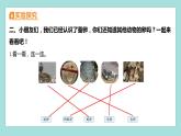 2.2 认识其他动物的卵（习题课件）教科版（2017）三年级科学下册
