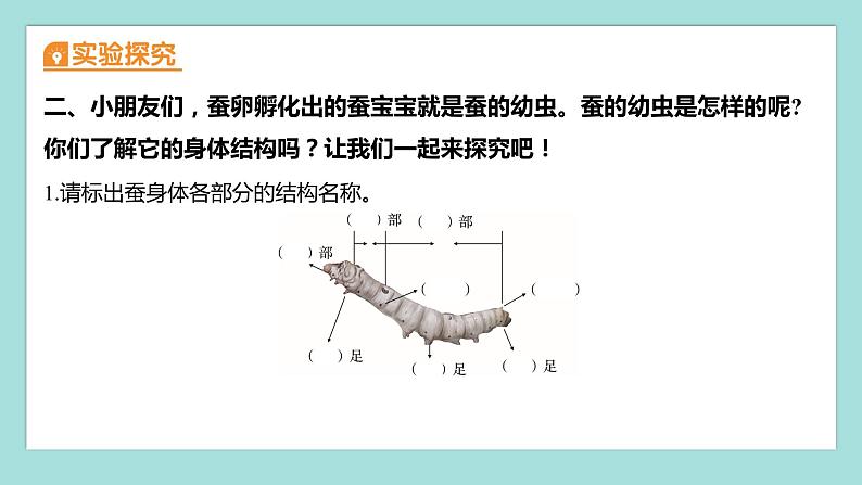 2.3 蚕长大了（习题课件）教科版（2017）三年级科学下册第4页