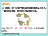 2.6 蚕的一生（习题课件）教科版（2017）三年级科学下册