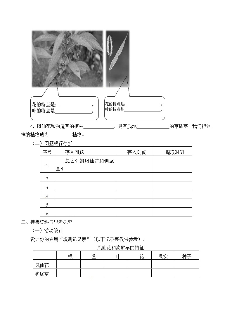粤教版科学四下 3.凤仙花和狗尾草 学案（无答案）02