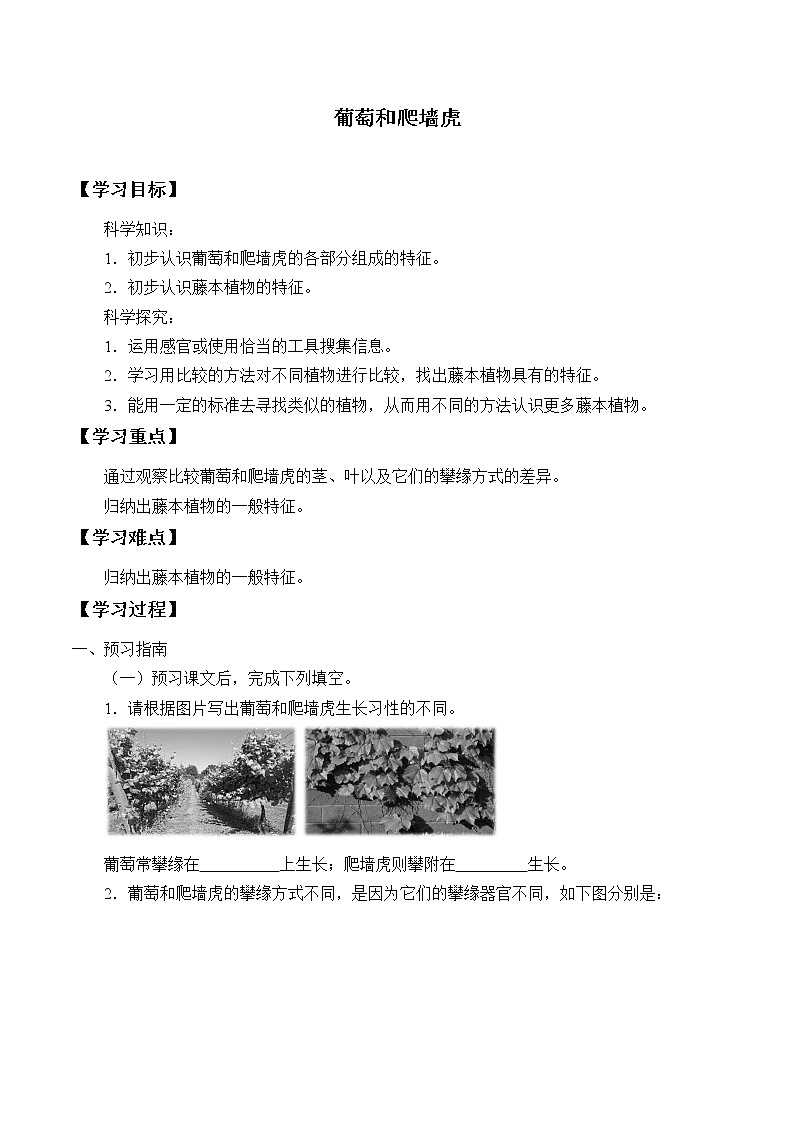 粤教版科学四下 4.葡萄和爬墙虎 学案（无答案）01