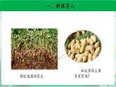 粤教版科学三下 3 土壤与植物 课件