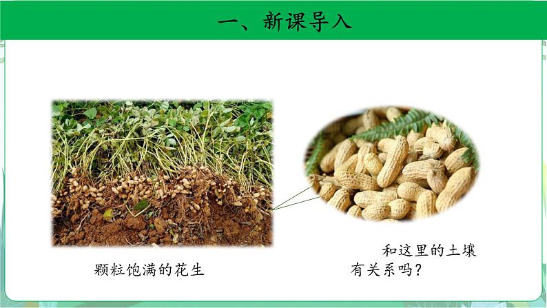 粤教版科学三下 3 土壤与植物 课件02