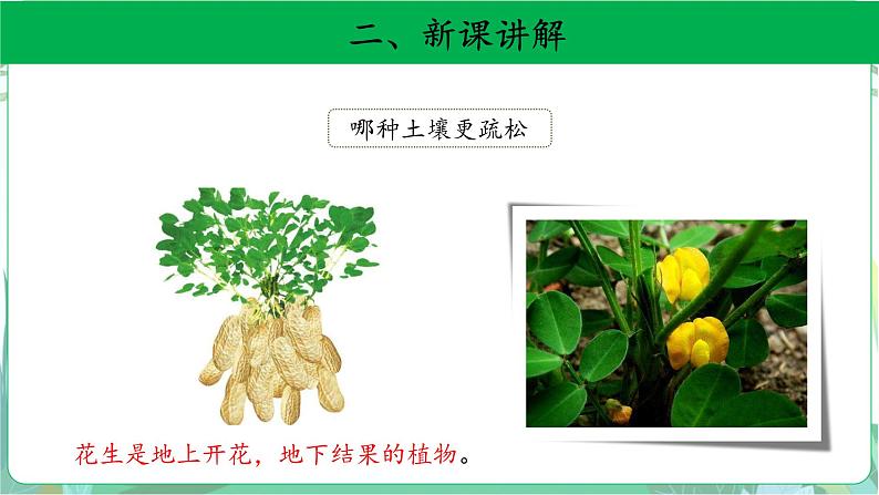 粤教版科学三下 3 土壤与植物 课件04