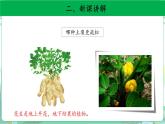 粤教版科学三下 3 土壤与植物 课件