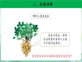 粤教版科学三下 3 土壤与植物 课件