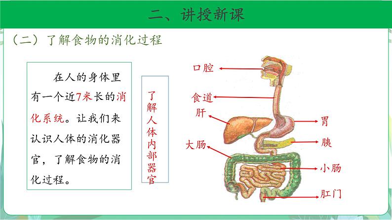 粤教版科学三下 7 食物的消化 课件第5页