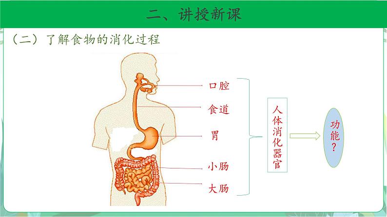 粤教版科学三下 7 食物的消化 课件第6页