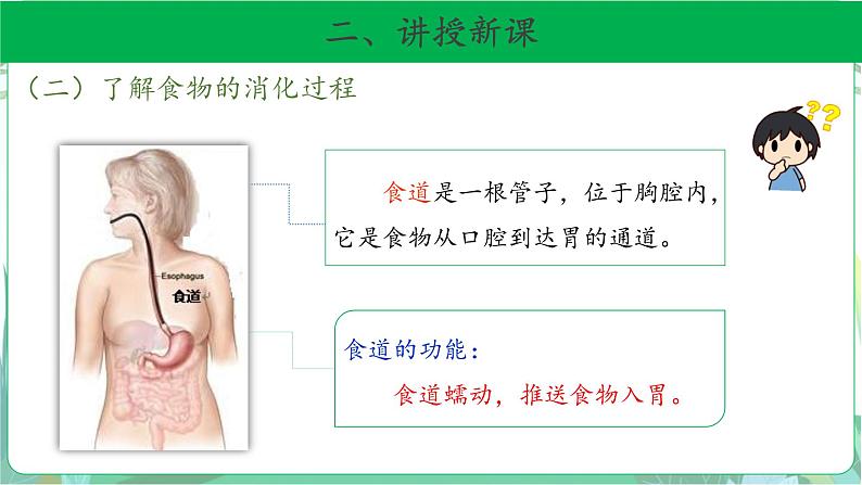 粤教版科学三下 7 食物的消化 课件第8页