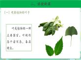 粤教版科学三下 12 植物的叶 课件