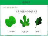 粤教版科学三下 12 植物的叶 课件