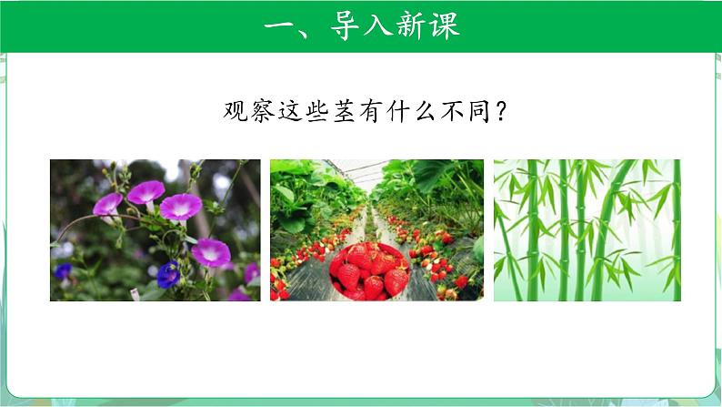 粤教版科学三下 13 植物的茎 课件03