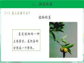 粤教版科学三下 13 植物的茎 课件