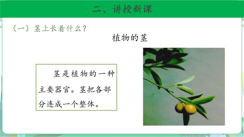 粤教版科学三下 13 植物的茎 课件04