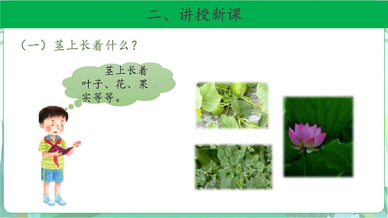 粤教版科学三下 13 植物的茎 课件06