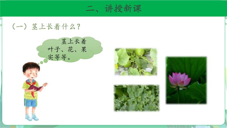粤教版科学三下 13 植物的茎 课件06