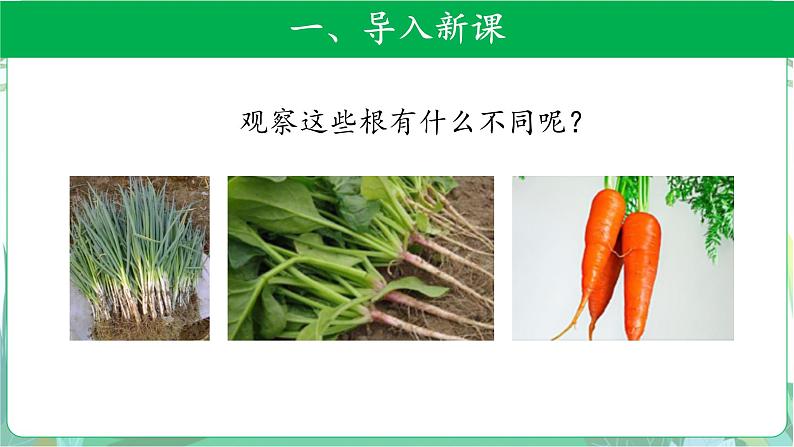 粤教版科学三下 14 植物的根 课件03