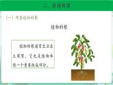 粤教版科学三下 14 植物的根 课件
