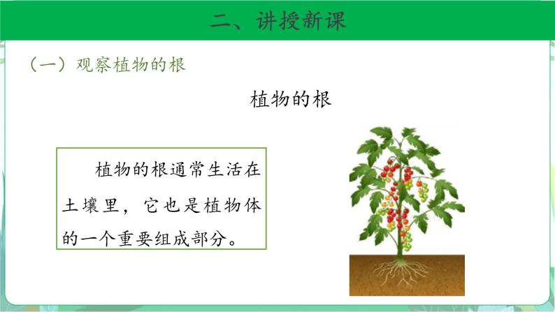 粤教版科学三下 14 植物的根 课件04