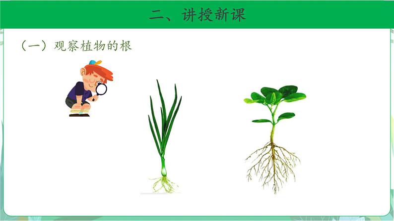 粤教版科学三下 14 植物的根 课件05