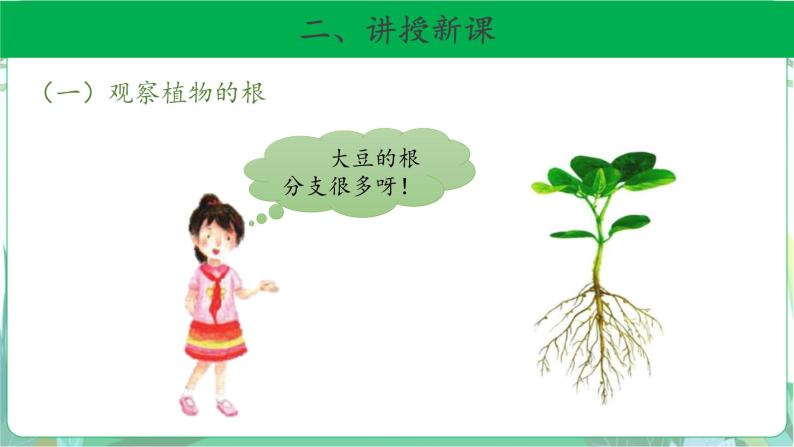 粤教版科学三下 14 植物的根 课件06