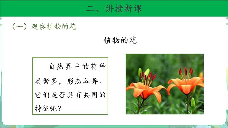 粤教版科学三下 15 植物的花 课件04