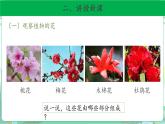 粤教版科学三下 15 植物的花 课件
