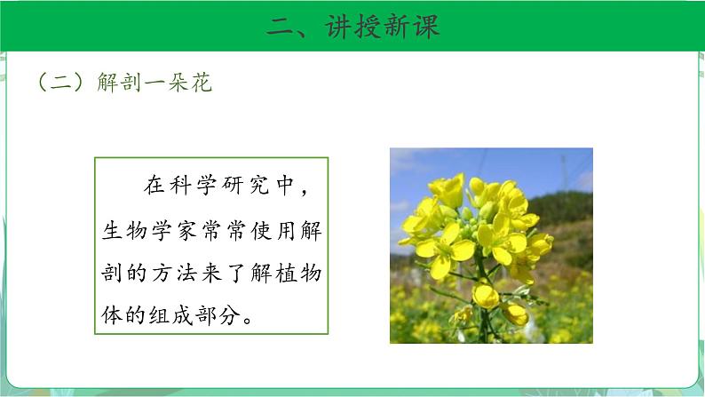 粤教版科学三下 15 植物的花 课件06