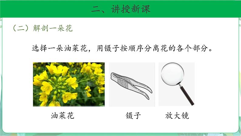 粤教版科学三下 15 植物的花 课件07