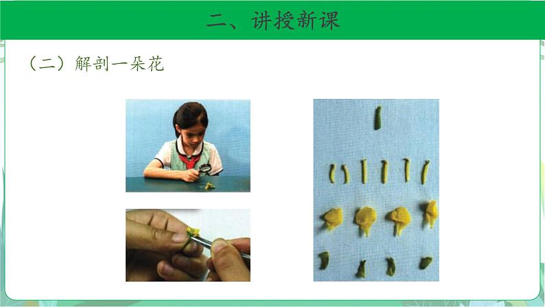 粤教版科学三下 15 植物的花 课件08