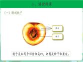 粤教版科学三下 16 果实和种子 课件