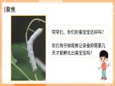 教科版三年级科学下册课件 第二单元 第3课时 蚕长大了