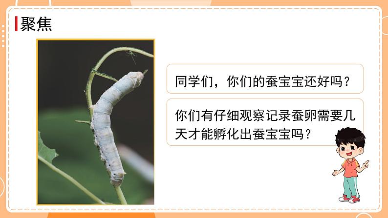 教科版三年级科学下册课件 第二单元 第3课时 蚕长大了02