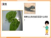 教科版三年级科学下册课件 第二单元 第3课时 蚕长大了