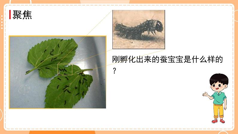 教科版三年级科学下册课件 第二单元 第3课时 蚕长大了03
