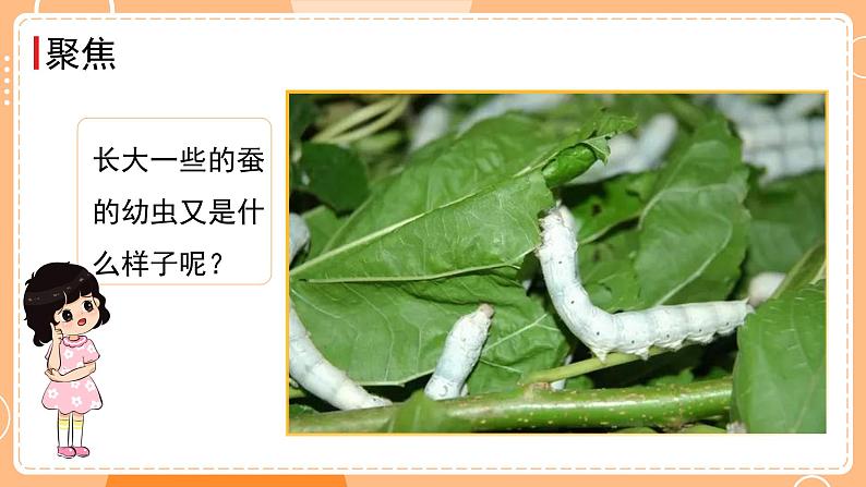 教科版三年级科学下册课件 第二单元 第3课时 蚕长大了04
