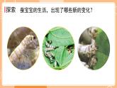 教科版三年级科学下册课件 第二单元 第3课时 蚕长大了