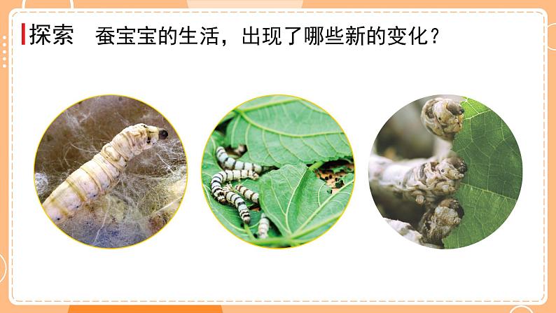 教科版三年级科学下册课件 第二单元 第3课时 蚕长大了05