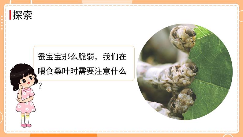 教科版三年级科学下册课件 第二单元 第3课时 蚕长大了07