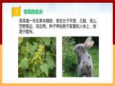 【冀人版】六下科学3.8《生物的启示》课件+教案+视频