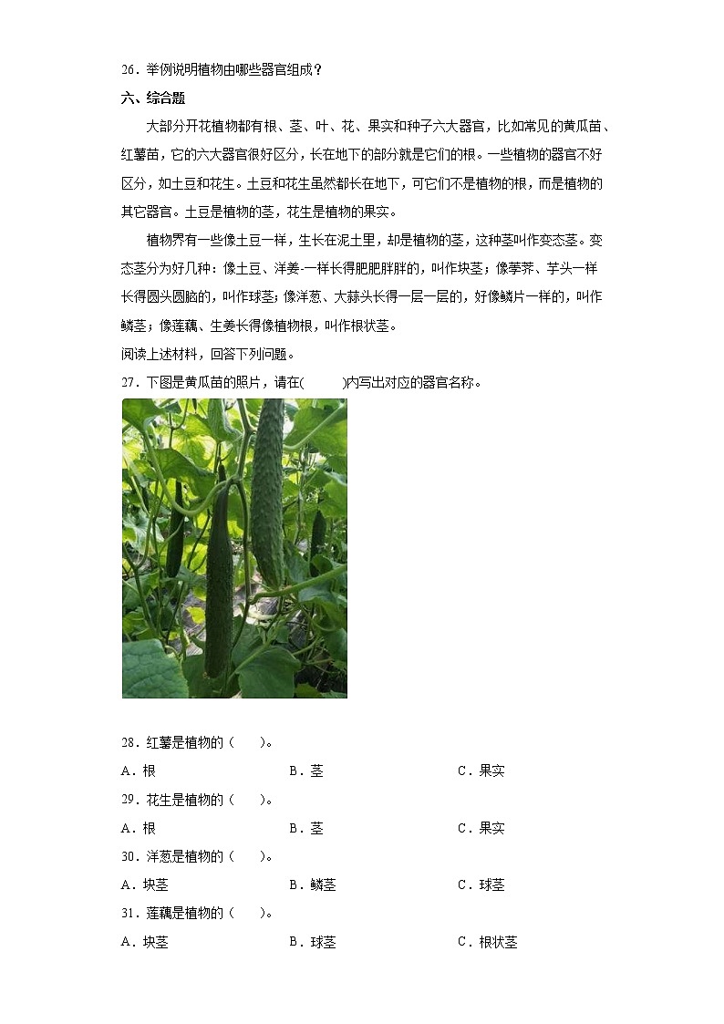大象版三年级下册科学第三单元达标测试题植物的一生（含答案）第3页