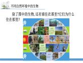 新蘇教版科學六下5.多樣的棲息地 教案+課件PPT